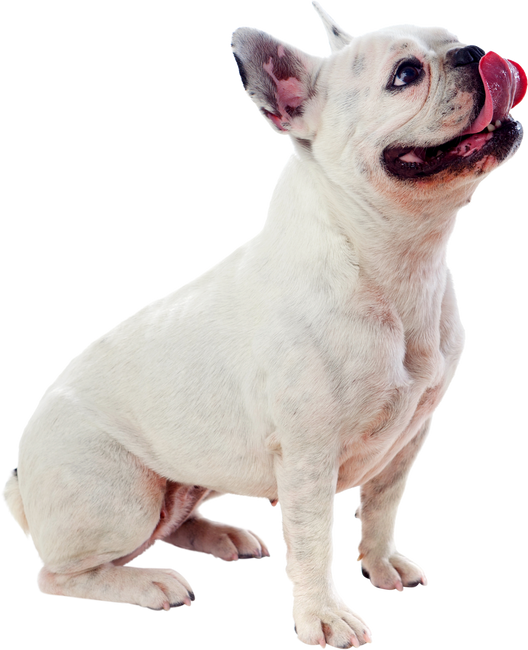 White Bulldog Cutout