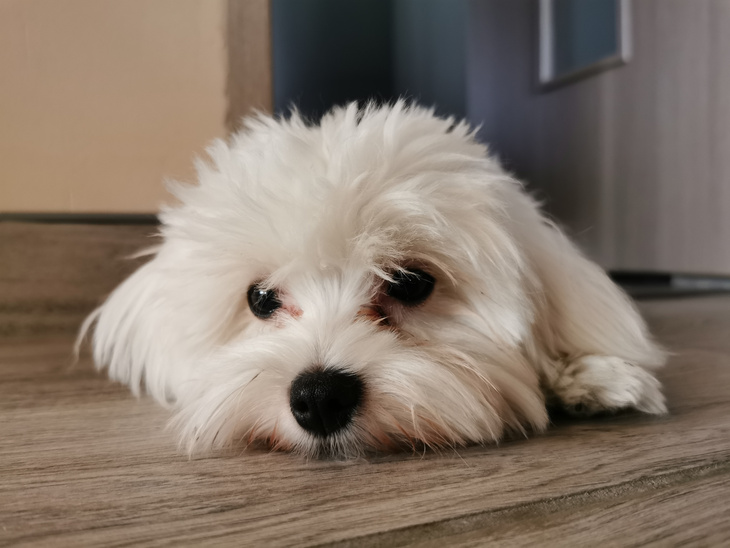 Maltese Puppy